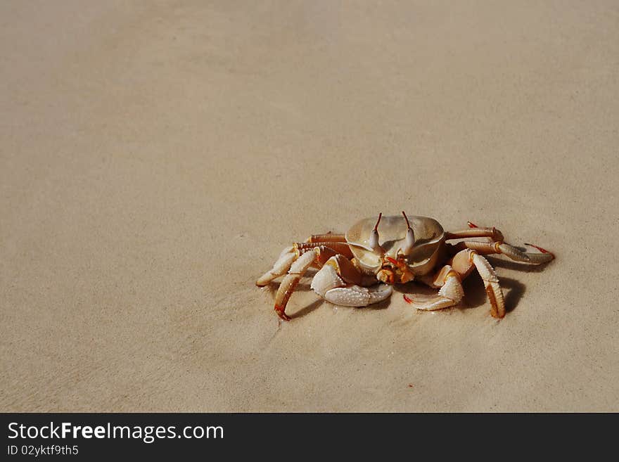 Small brown crab on yellow sand. Small brown crab on yellow sand.