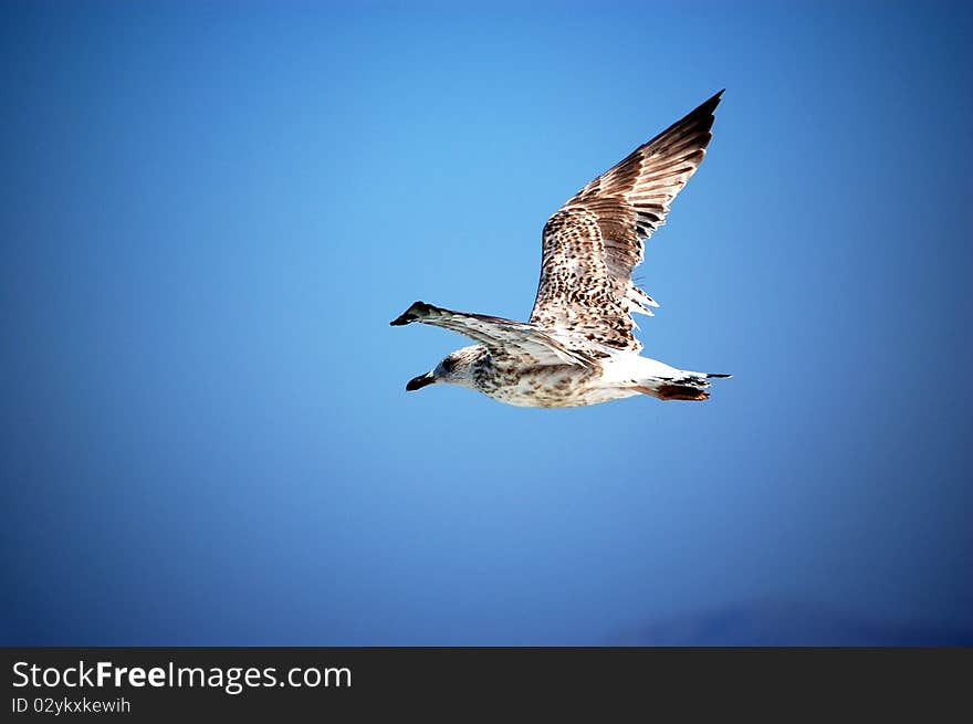 Seagull Of Rhodes