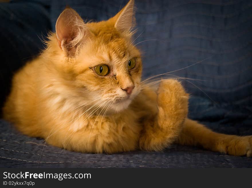 Red Tabby Cat  On Arm Chair.