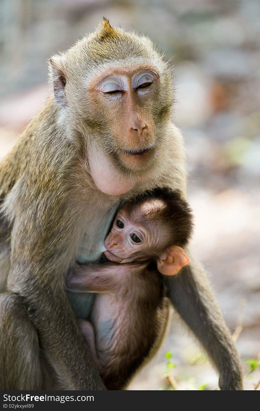 Monkey species that are tied to the baby.