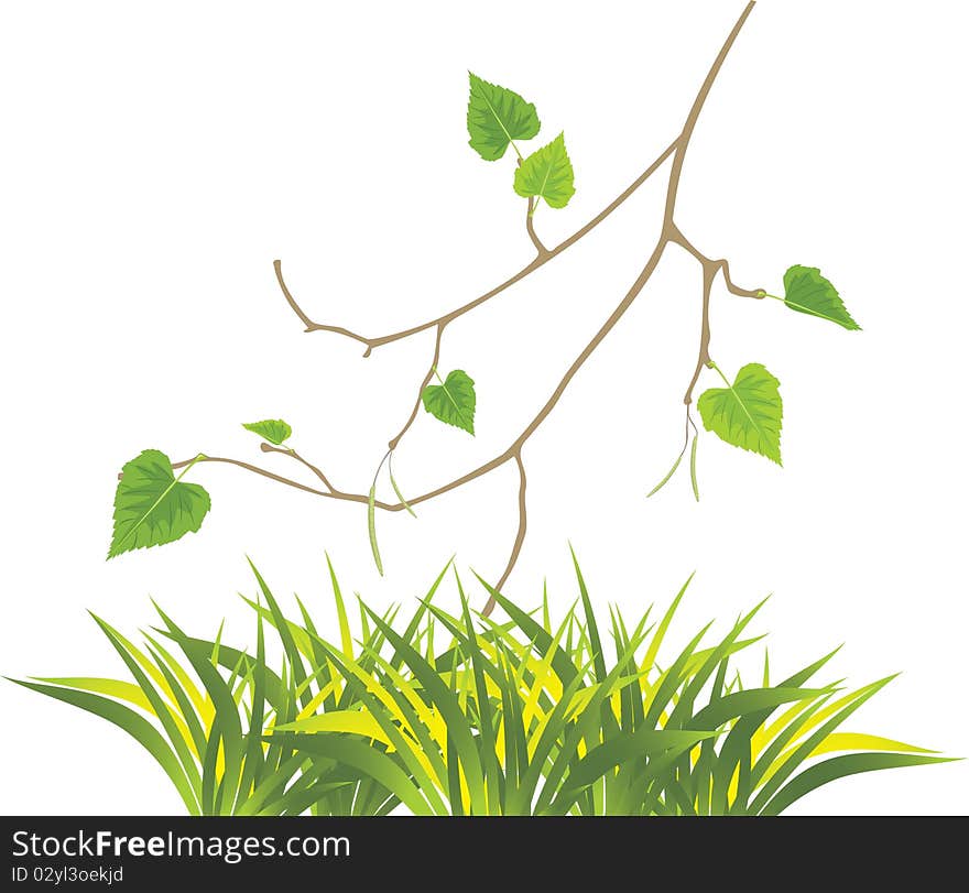 Grass and sprig of birch. Illustration