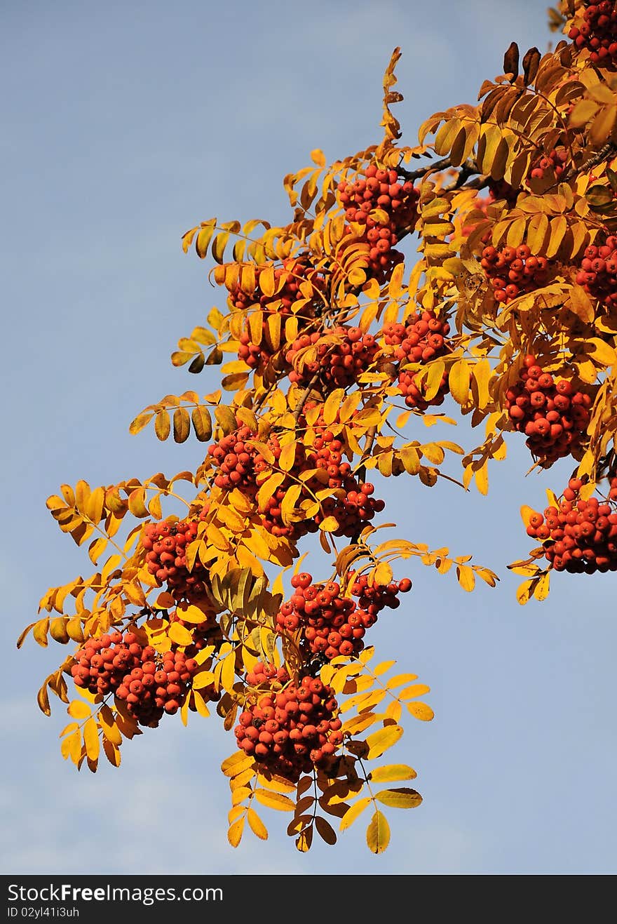 Close-up of rowan's berries  on the blue sky. Close-up of rowan's berries  on the blue sky