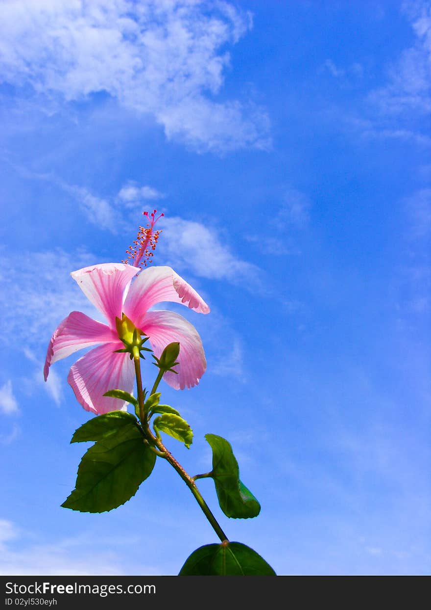 Pink flower in sky