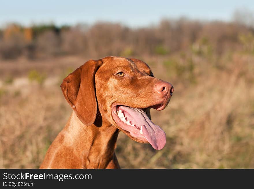 Happy Female Vizsla Dog with Tongue Hanging Out