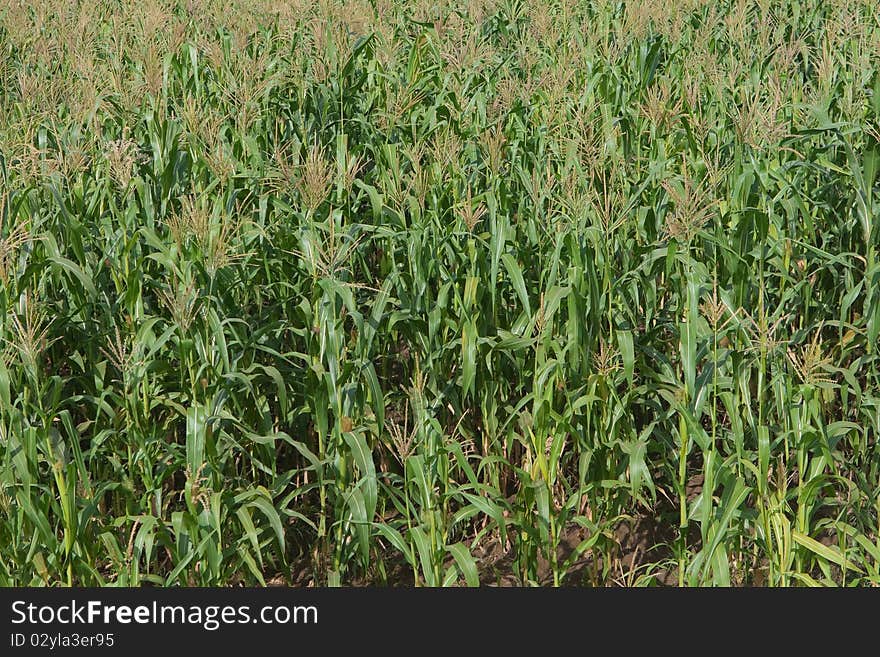 Sugarcane field