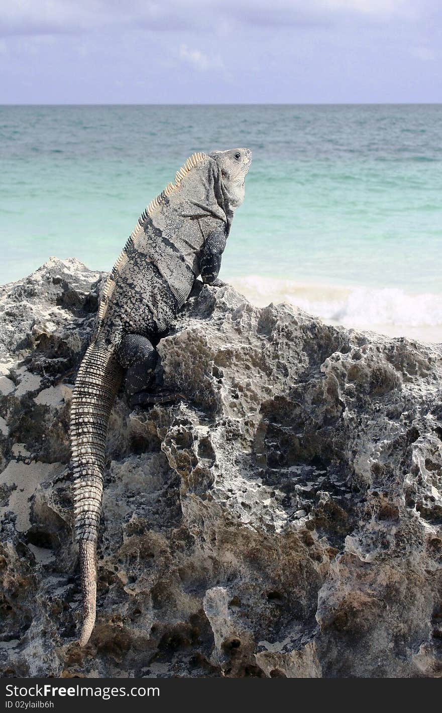 Iguana on iron shore formation at beach at Tulum, Mexico. Iguana on iron shore formation at beach at Tulum, Mexico