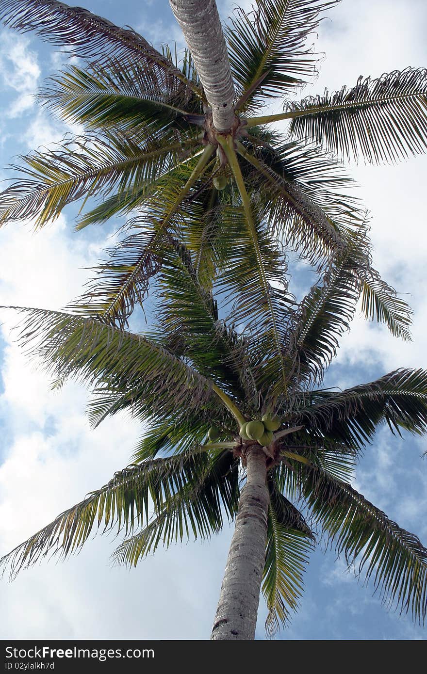 Palm trees and blue sky