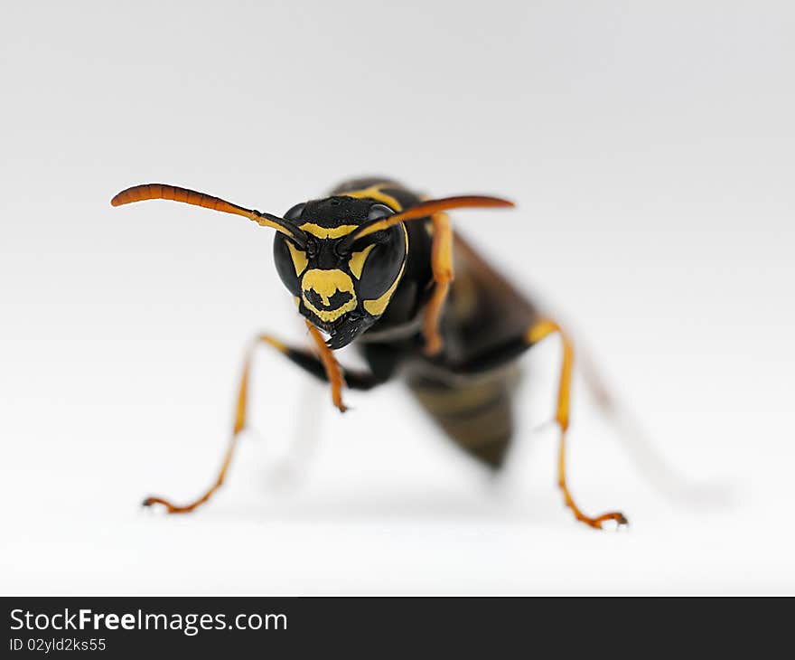 Wasp