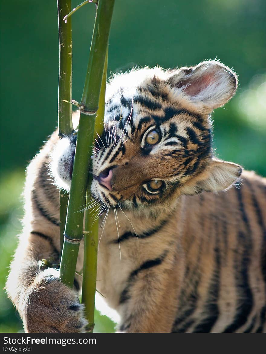 Tiger Cub