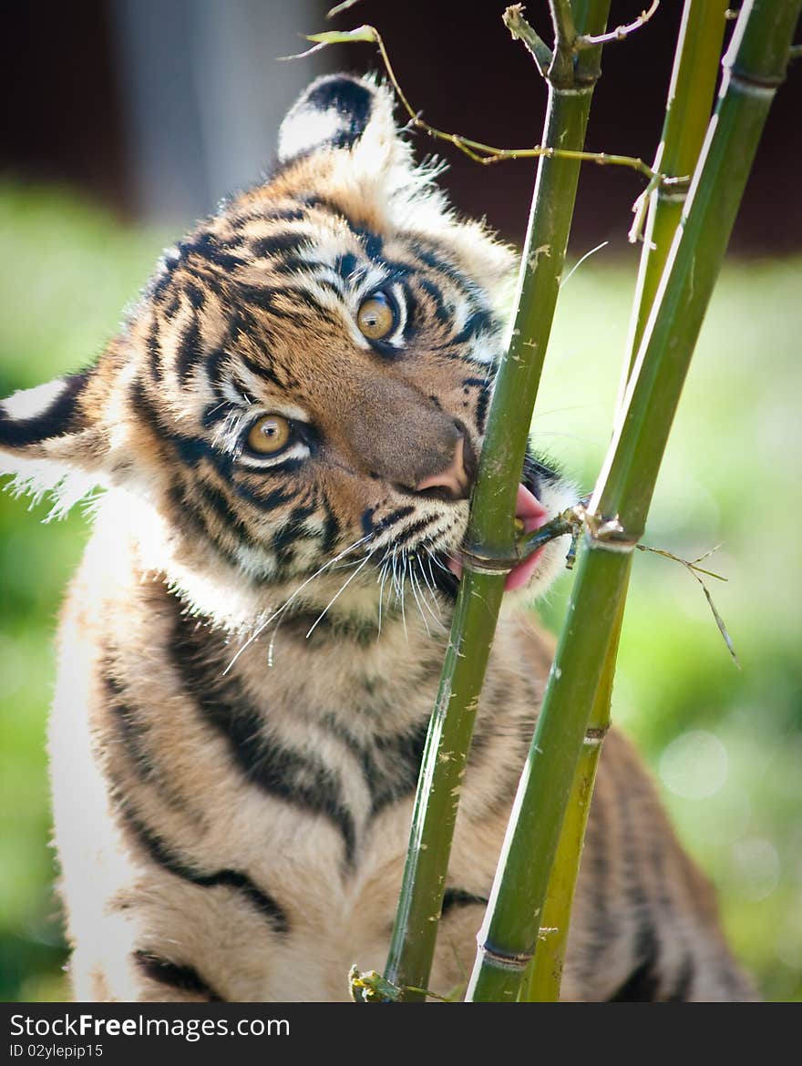 Tiger cub