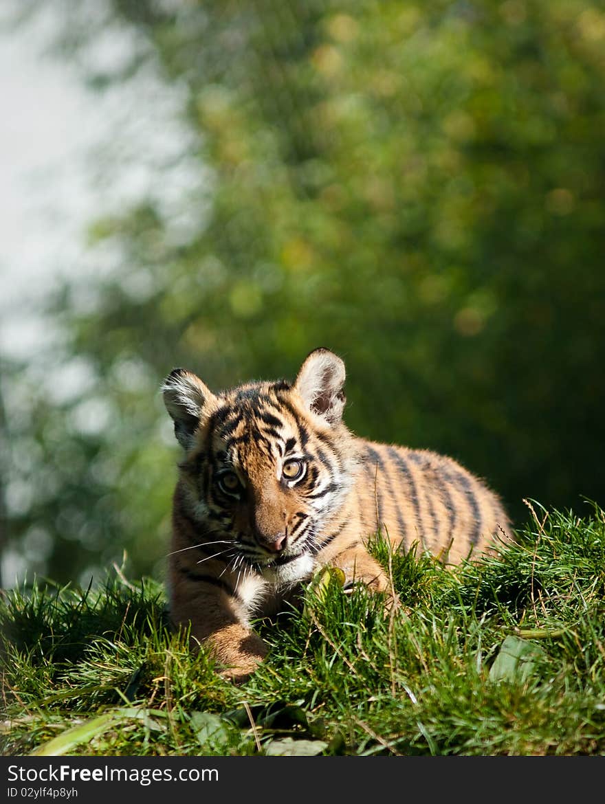 Tiger cub