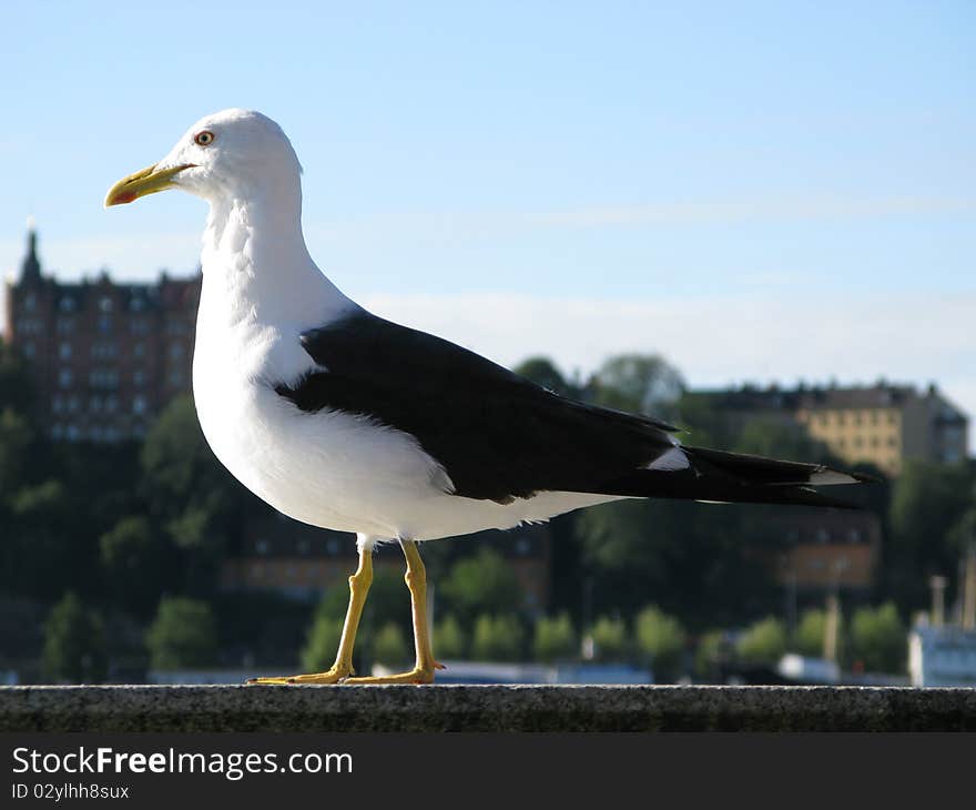 Kittiwake bird