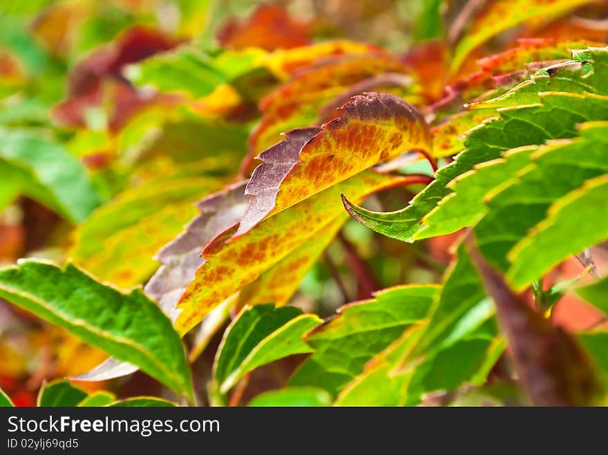 Foliage of virginia creeper