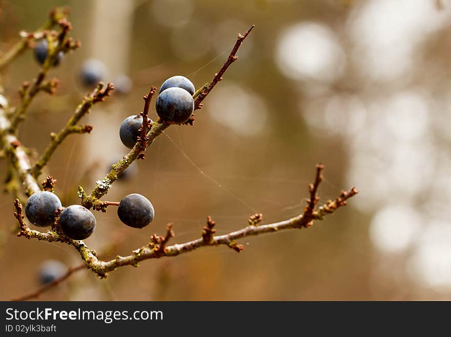 Autumn background with blackthorn