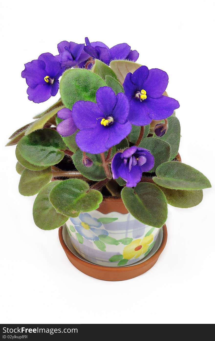 Pot With Violet Violets