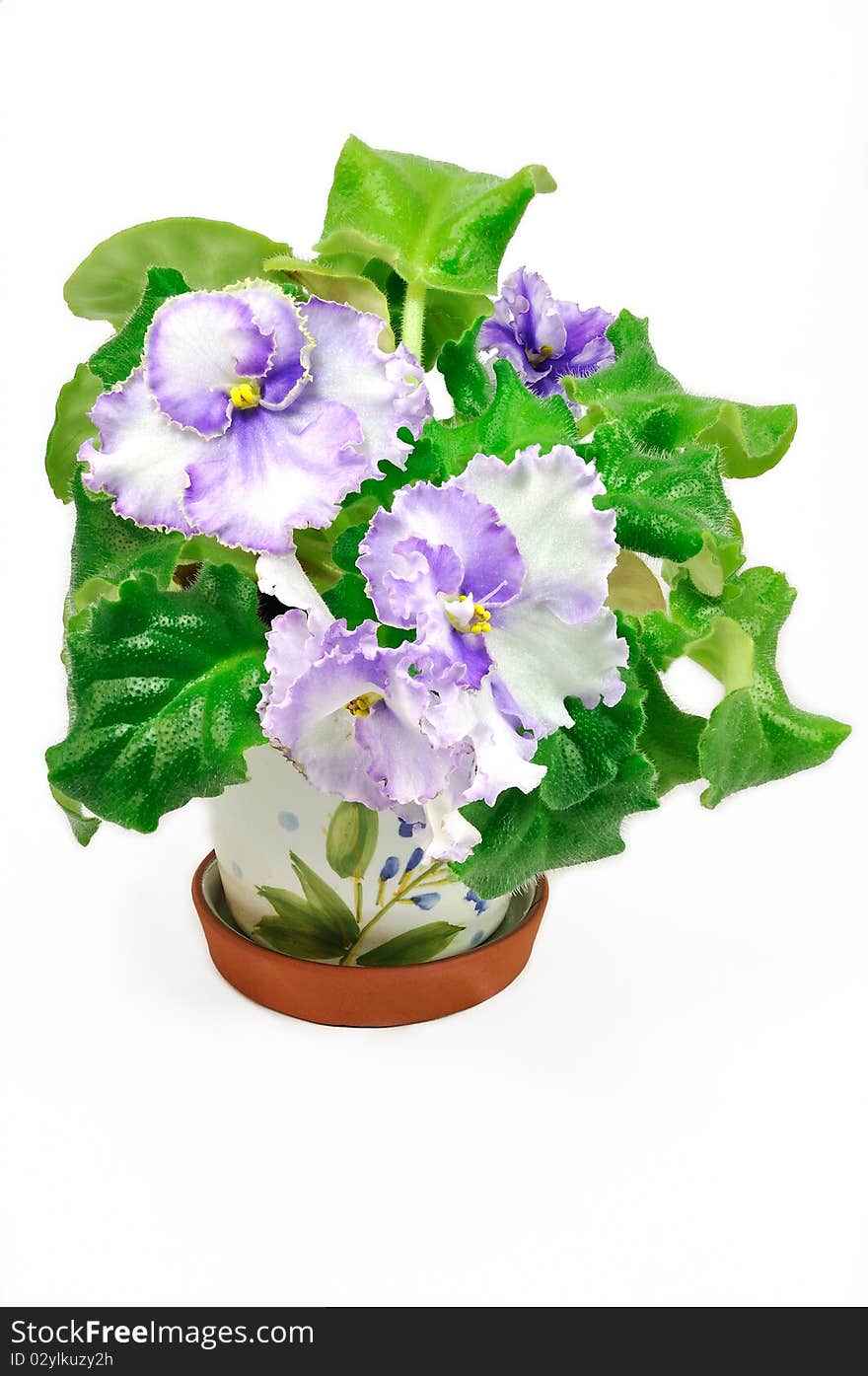 Pot With Wight And Violet Violets