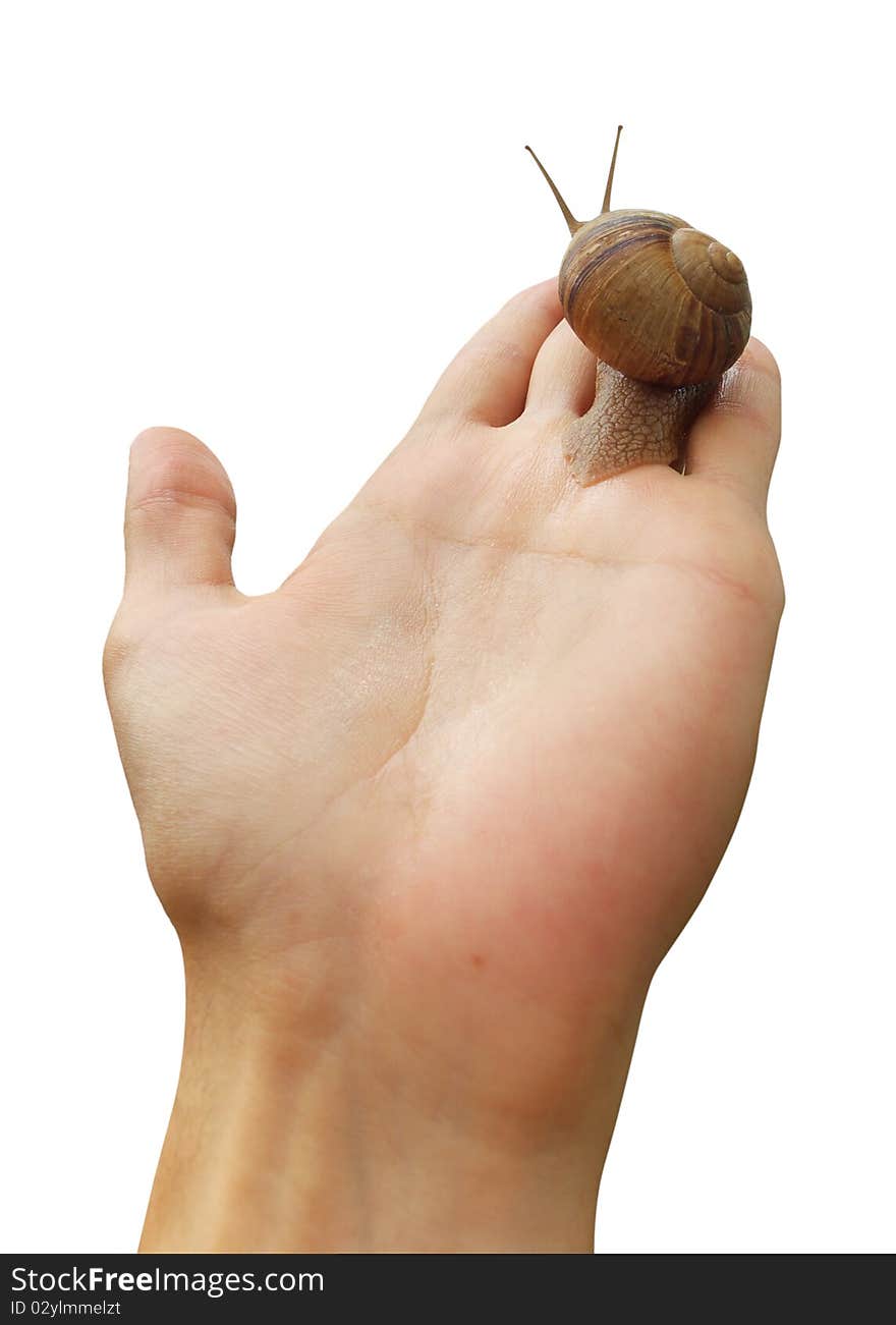 Isolated Hand And Snail