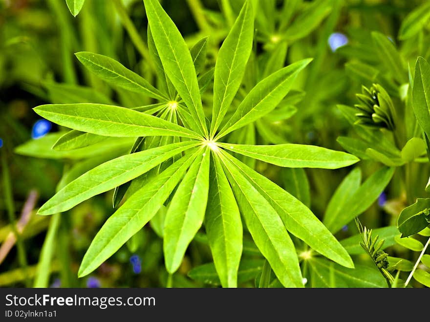 Lush green leaves of lupine. Lush green leaves of lupine