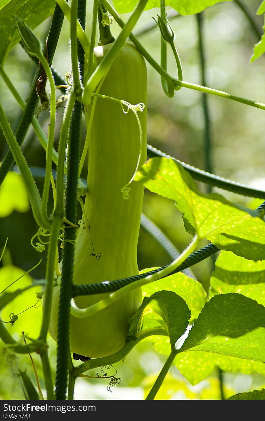 Green Courgette plant with flowers in the garden