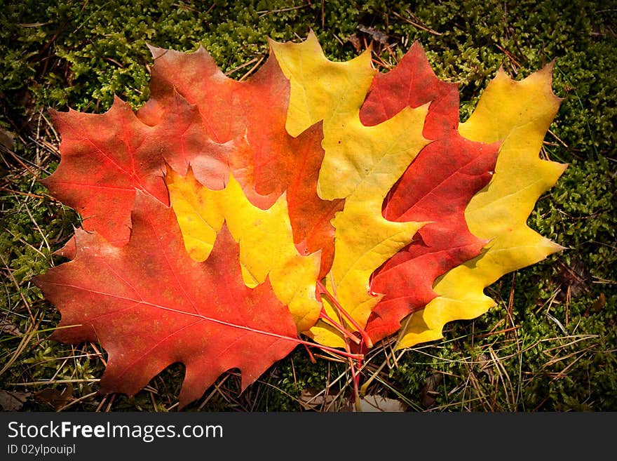 Autumn colorful leaves - fall background. Autumn colorful leaves - fall background