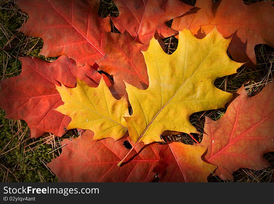 Autumnal colored leaves - fall background