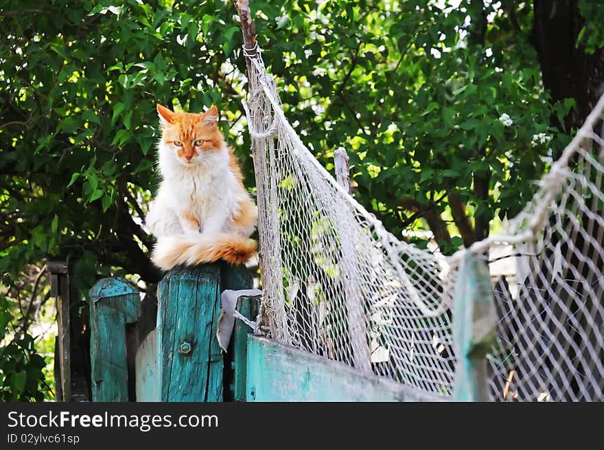 Cat sits on the fence near a fishing net. Cat sits on the fence near a fishing net