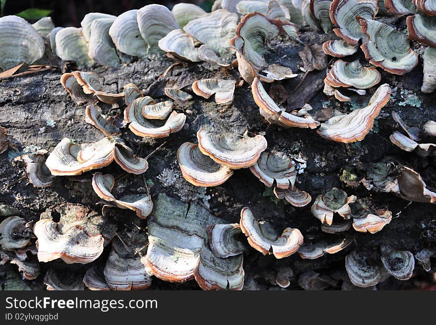 Fungi On A Tree