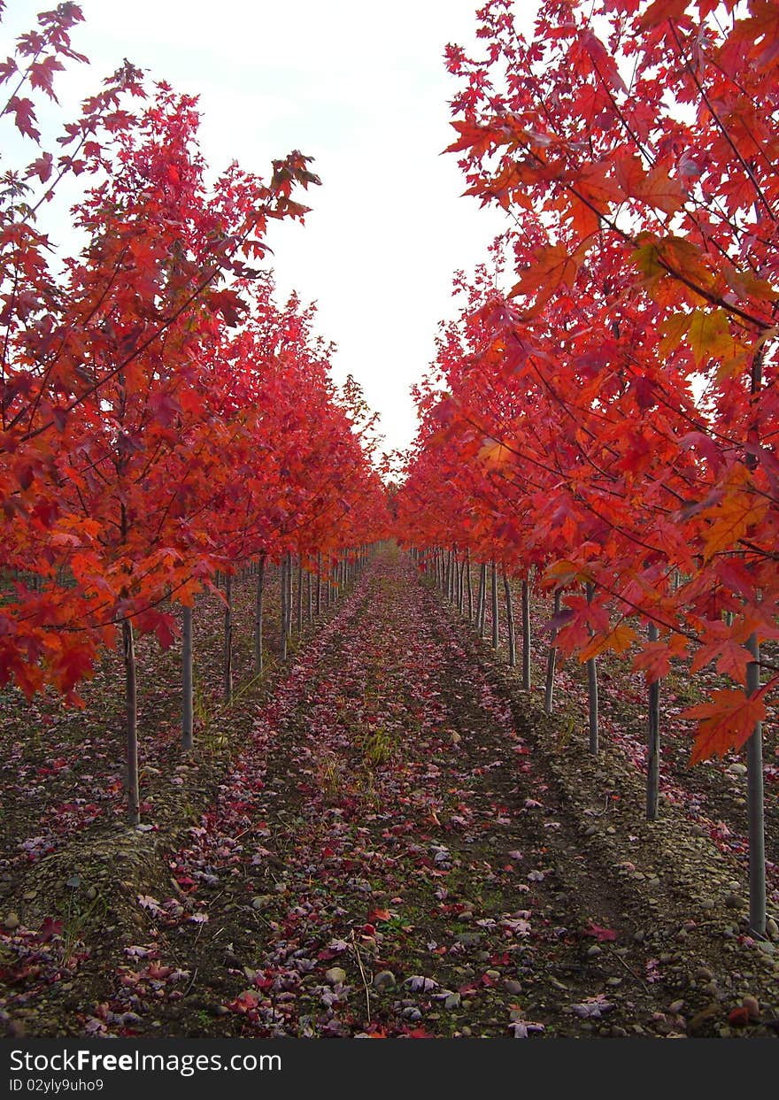 Rows of red leaf maple trees. Rows of red leaf maple trees.