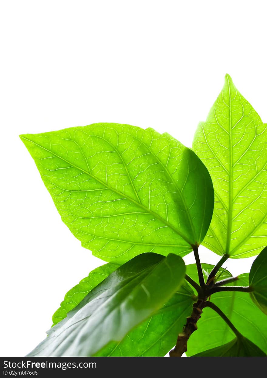 Branch with leaves isolated on a white. Branch with leaves isolated on a white