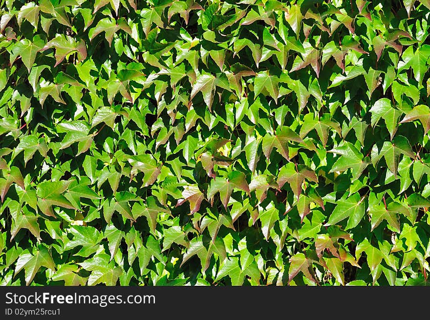 Wall perfectly covered by colorful Boston ivy