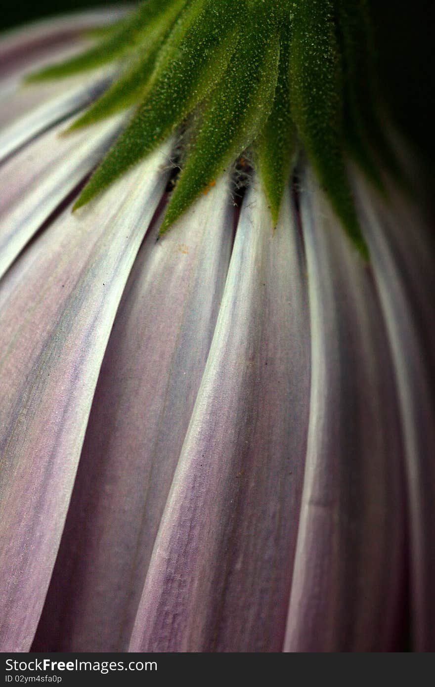 White and pink flower