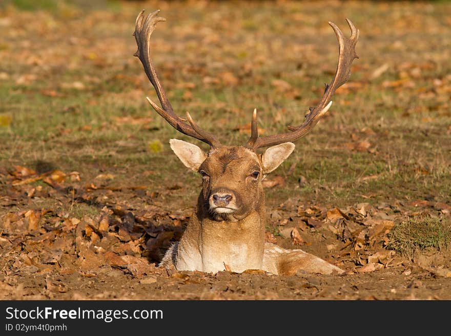 Male fallow deer in a hole