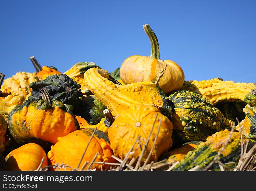 Pretty different types of pumpkins for sale. Pretty different types of pumpkins for sale