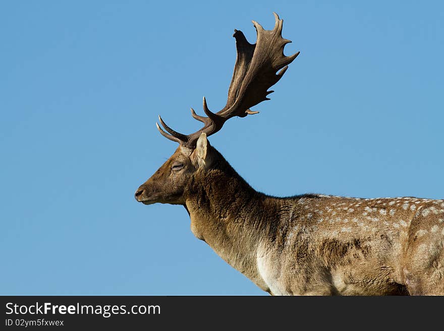 Silhouette of male fallow deer