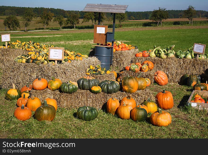 Pretty different types of pumpkins for sale. Pretty different types of pumpkins for sale