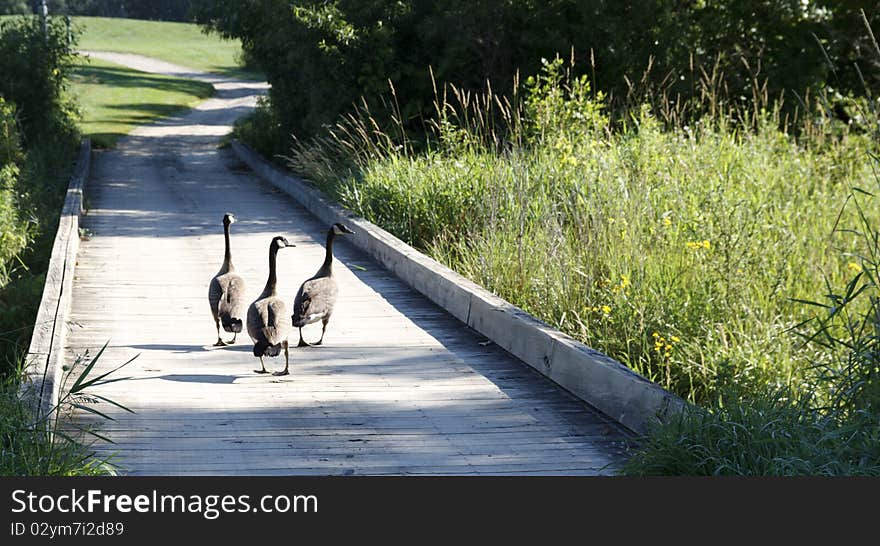 Geese On The Bridge