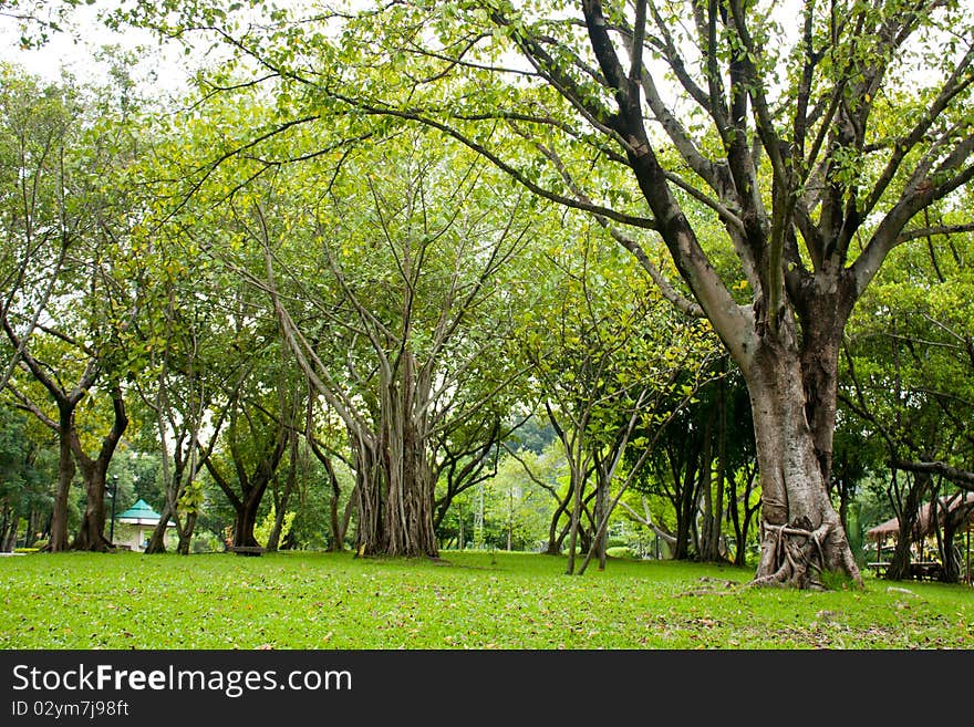 Tree lawn green areas in the park. Holiday. Tree lawn green areas in the park. Holiday.