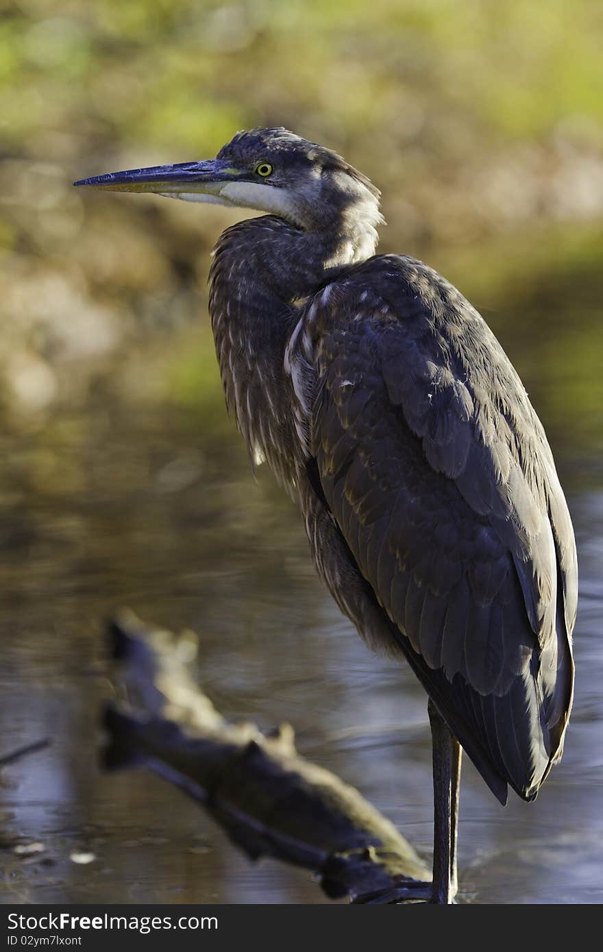 Beautiful great blue heron bird with shallow orange autumn background. Wildlife from canada.