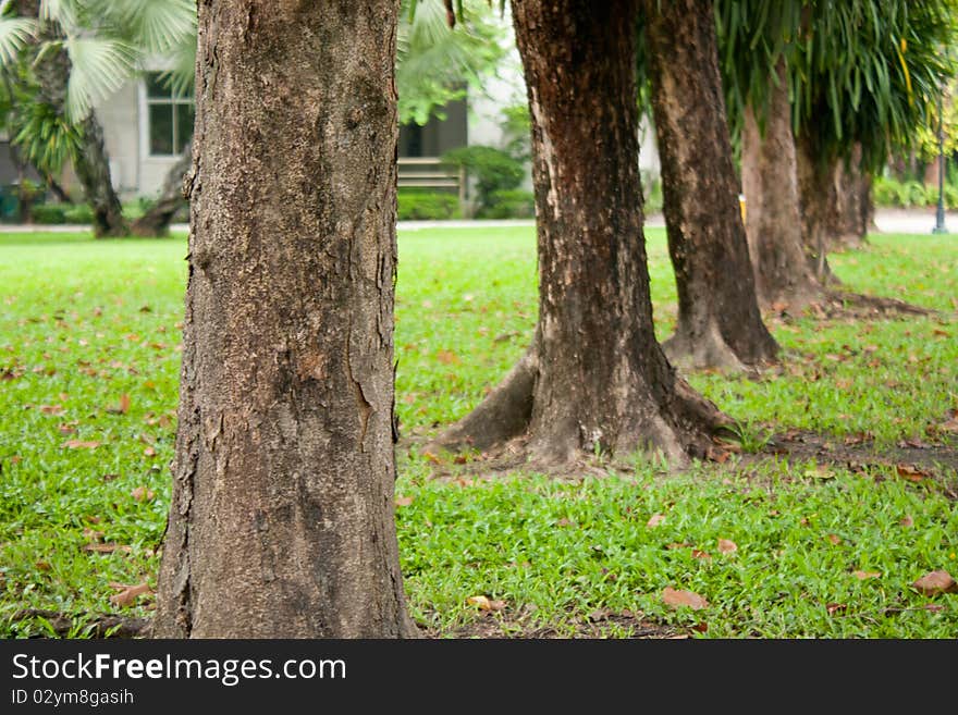 Stub sort as a row on grass trees in the park. Stub sort as a row on grass trees in the park.