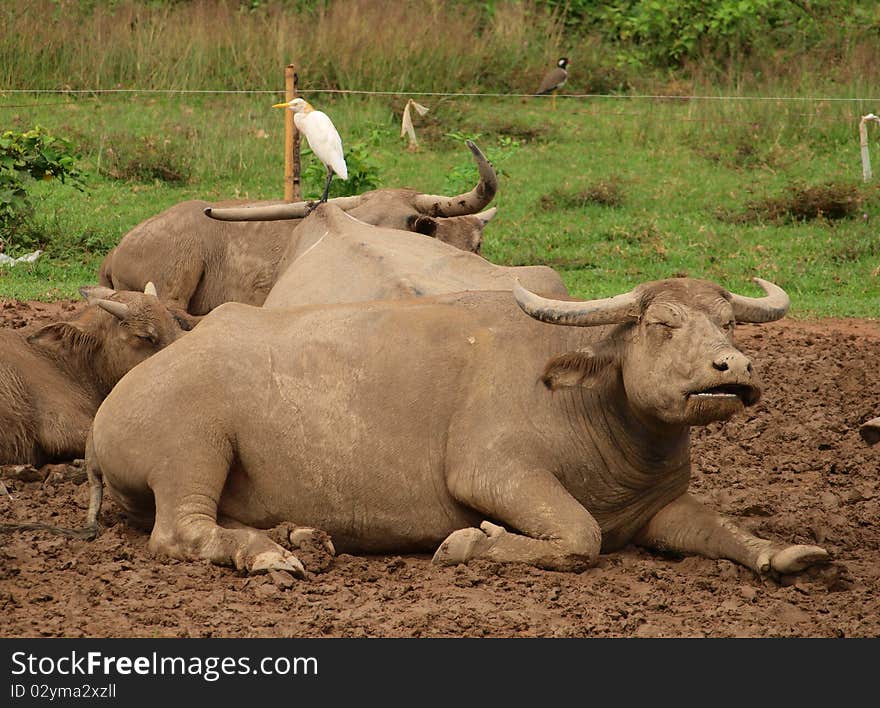 White bird sits on a buffalo in a national park in Thailand. White bird sits on a buffalo in a national park in Thailand.
