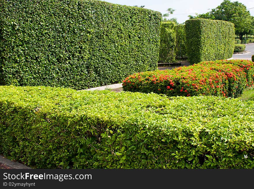 Shrubs in the park are arranged in a row the same balcony. Shrubs in the park are arranged in a row the same balcony