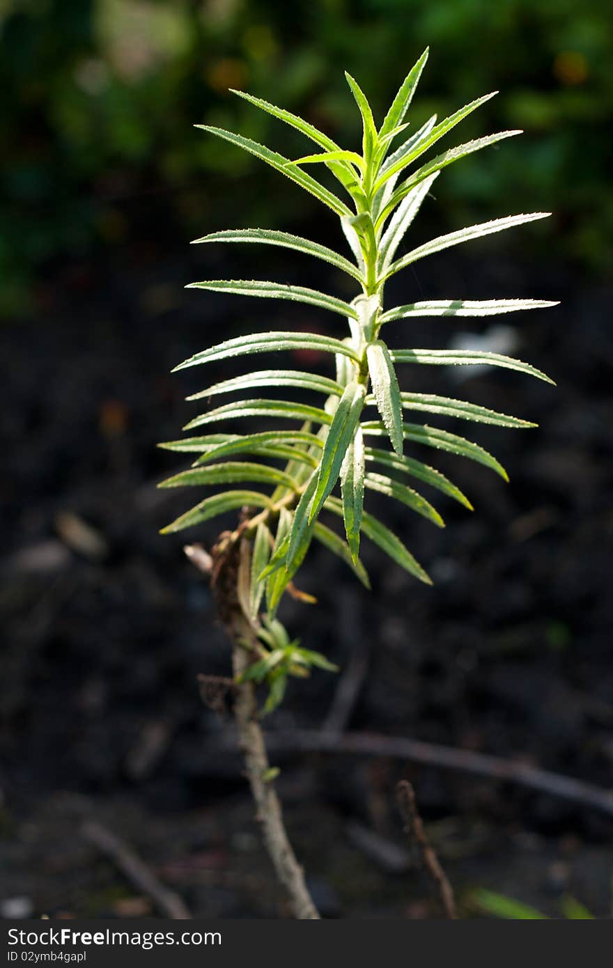 Treetop