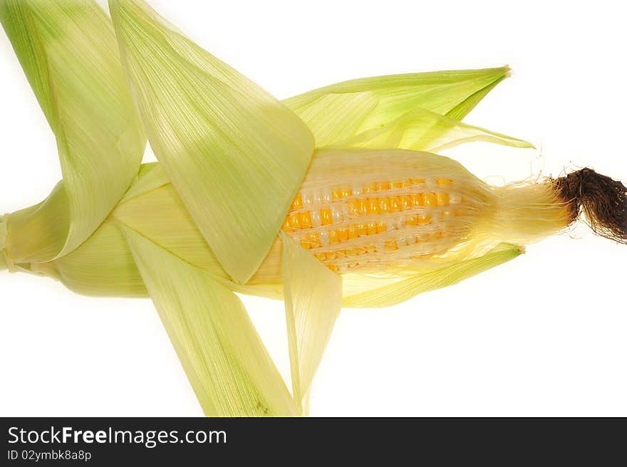 Details Of A Fresh Sweet Cone Showing The Rows Of Kernels. Details Of A Fresh Sweet Cone Showing The Rows Of Kernels