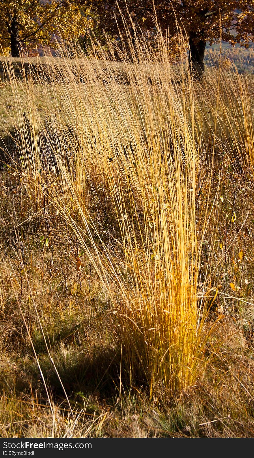 Dry grass in autumn and trees in the background. Dry grass in autumn and trees in the background