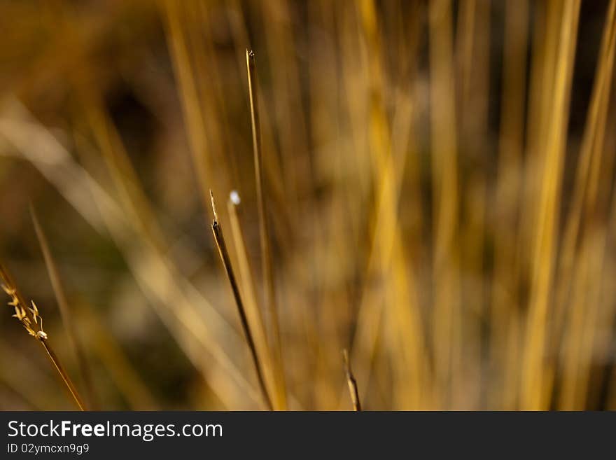 Long grass