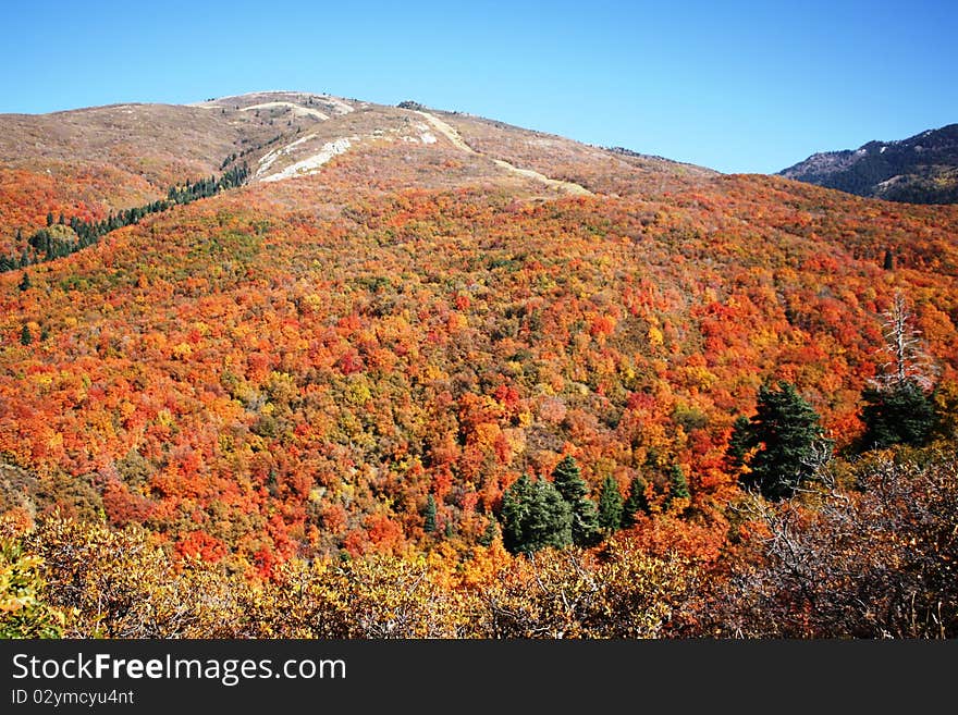 Autumn forest and leaves