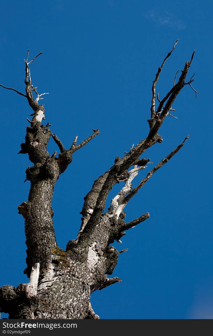 Dead tree on blue sky