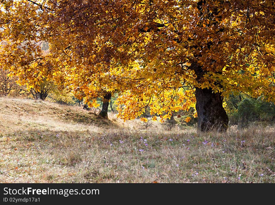 Red yellow foliage on tree. Red yellow foliage on tree