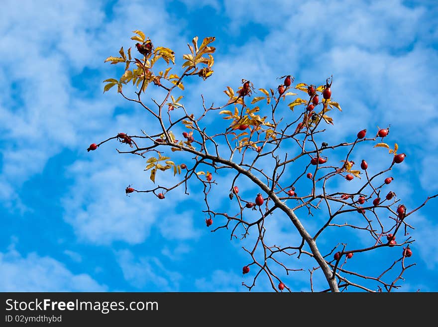 Rose hip on blue sky with clouds