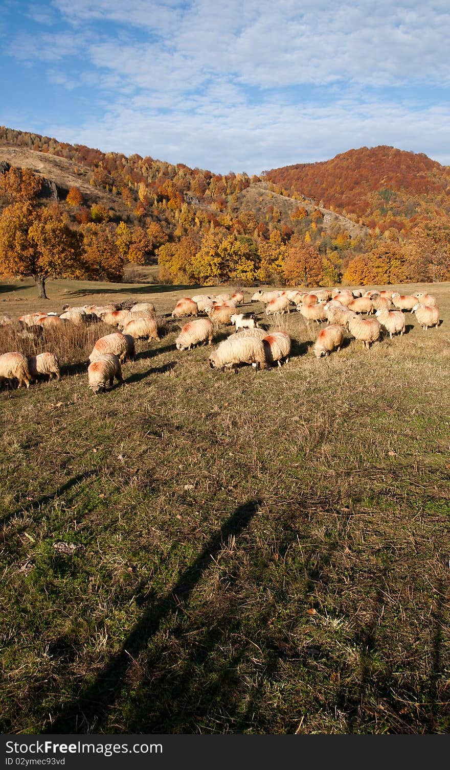 Sheeps on autumn landscape eating grass